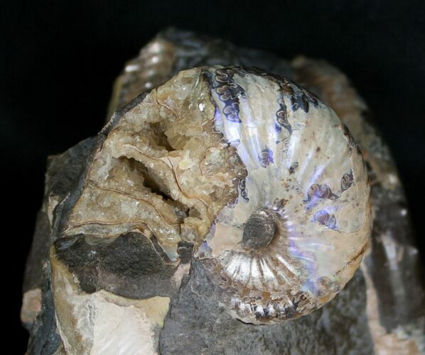 Two Hoploscaphites Ammonites In Matrix - South Dakota #6127